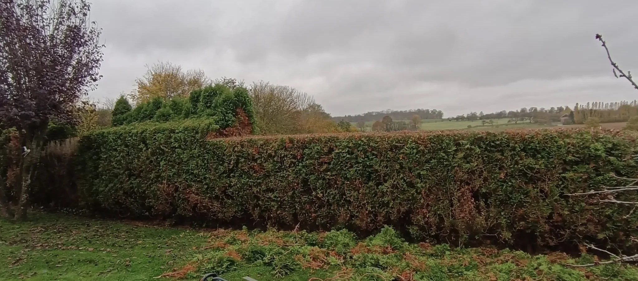 Heckenschnitt und Gartenpflege